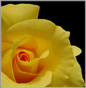yellow-rose.jpg